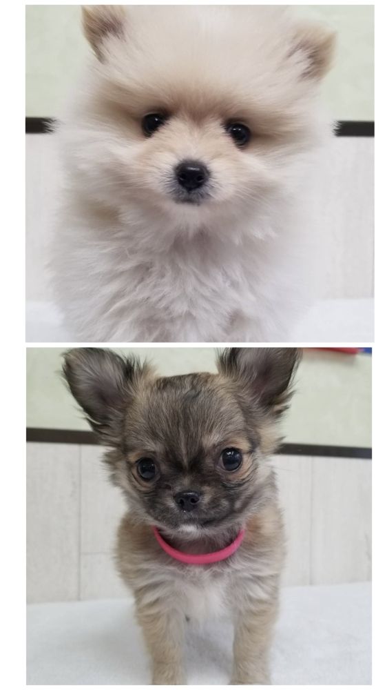 ドッグショップ WAN'Sの写真 3
