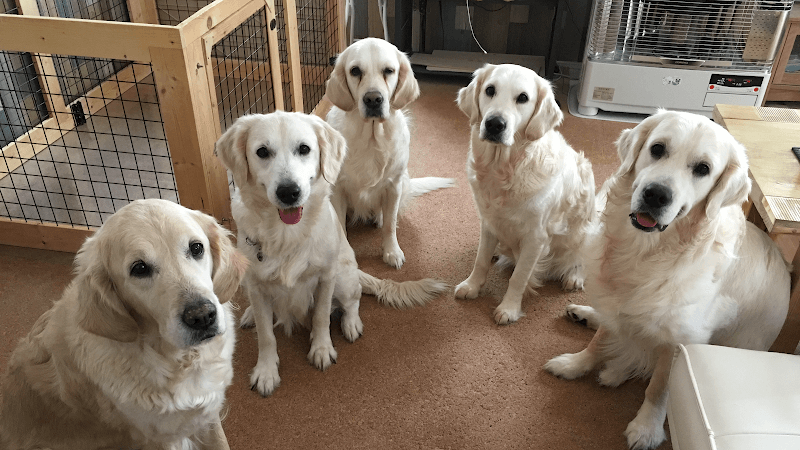 オルフェウススター犬舎の写真 1