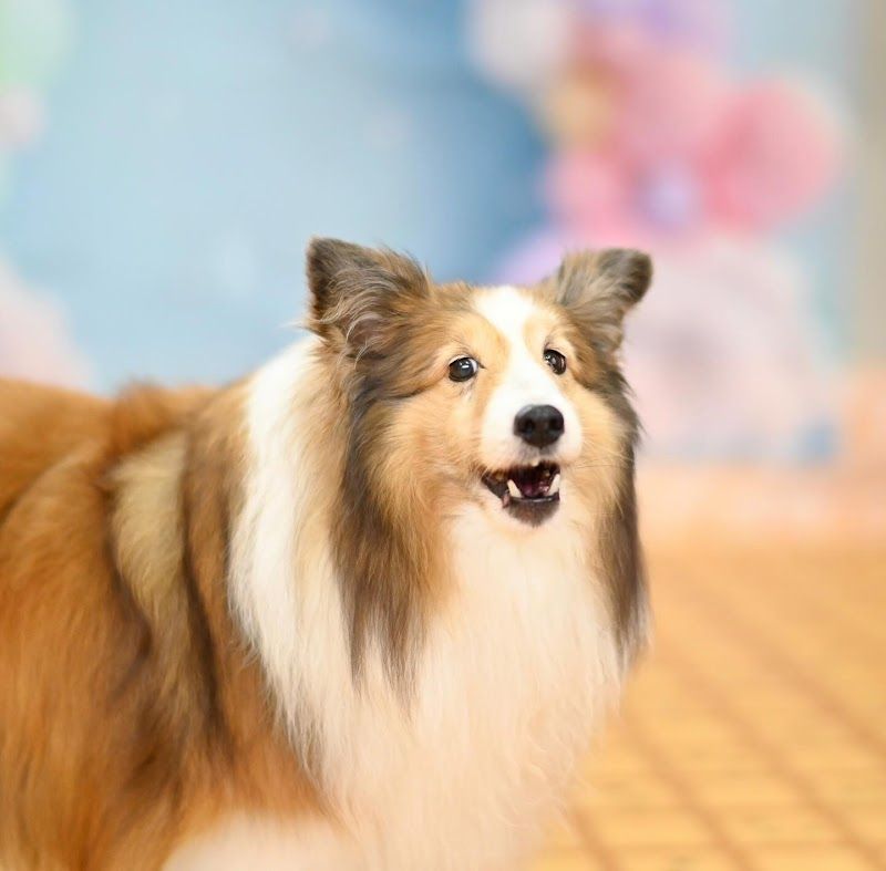 Cafe & Resto Cherry with Dogの写真 3