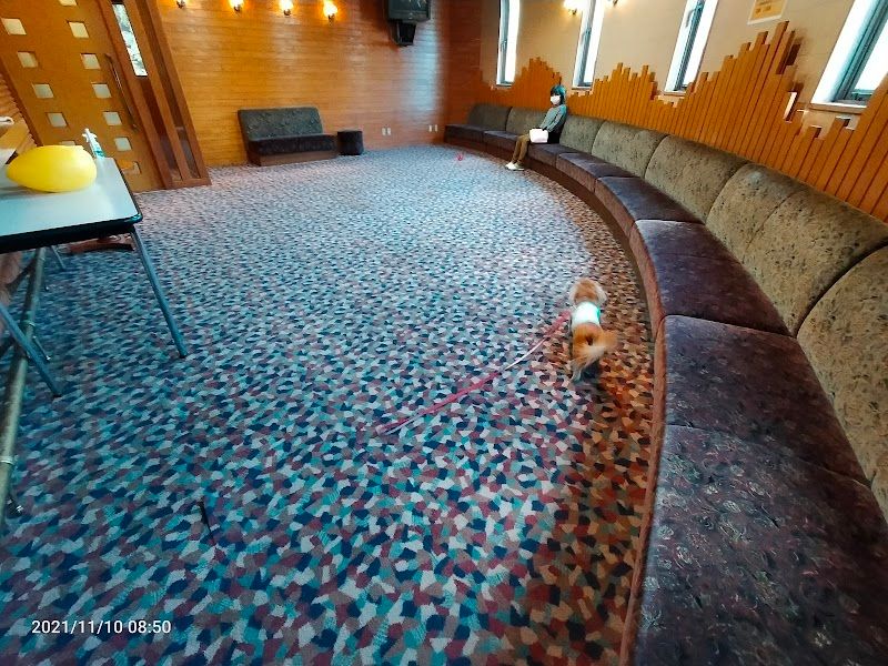 わんわんパラダイス 松阪(旧:松阪わんわんパラダイス 森のホテルスメール)の写真 3