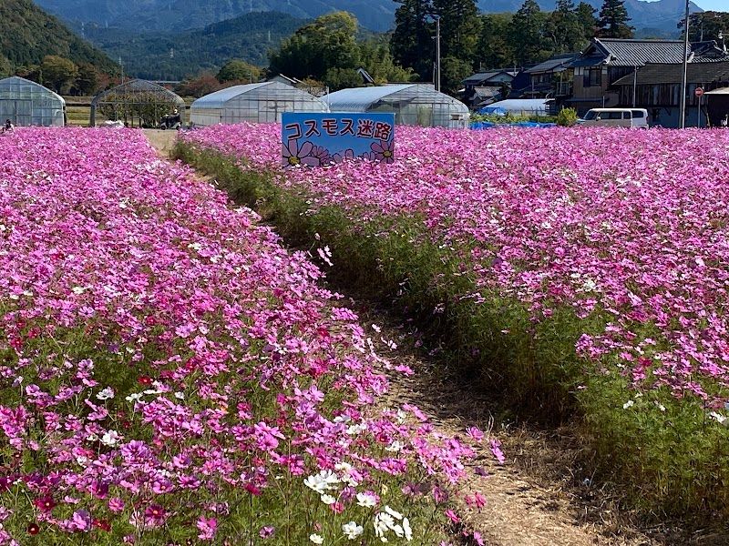 道の駅 せせらぎの里こうらの写真 3