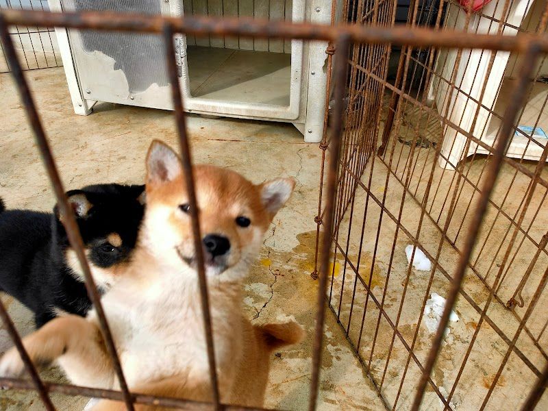 愛犬シャロンの写真 1
