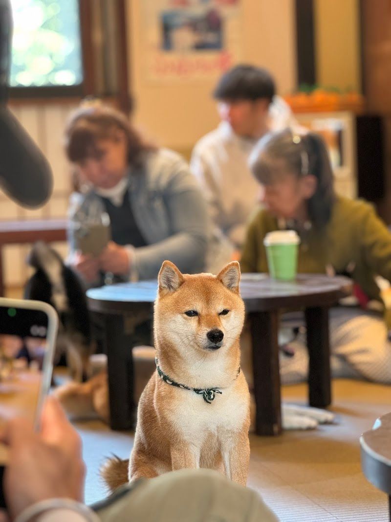 原宿乃豆柴カフェの写真 3