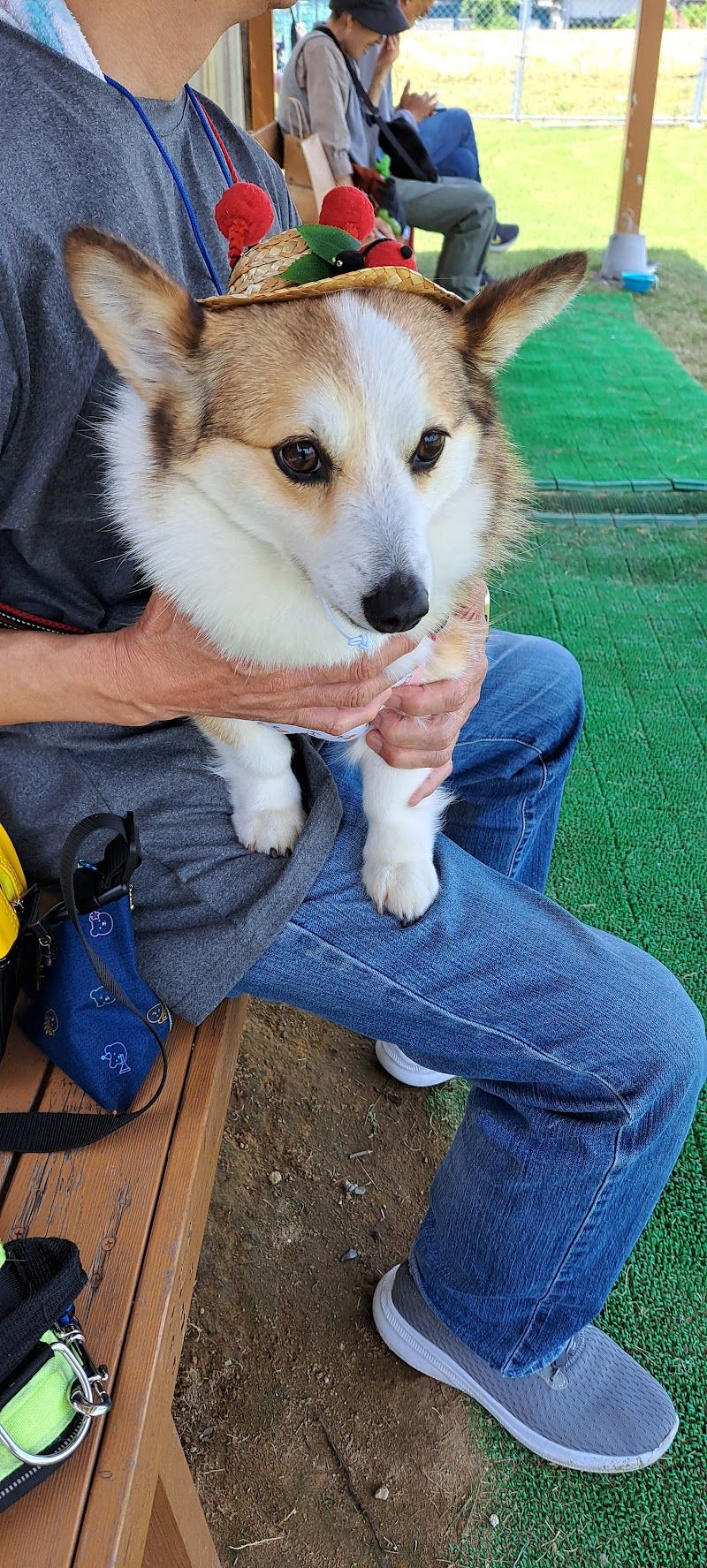 ＤＯＧ Ｐａｒｋ 福光（ドッグパークふくみつ）の写真 2