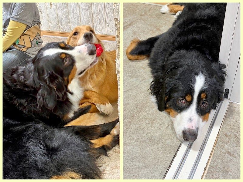 大型犬カフェ ほっとひと犬の写真 3