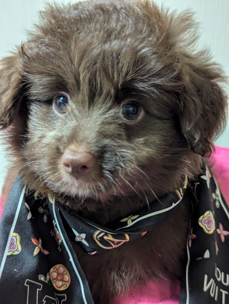 犬のお家の写真 3