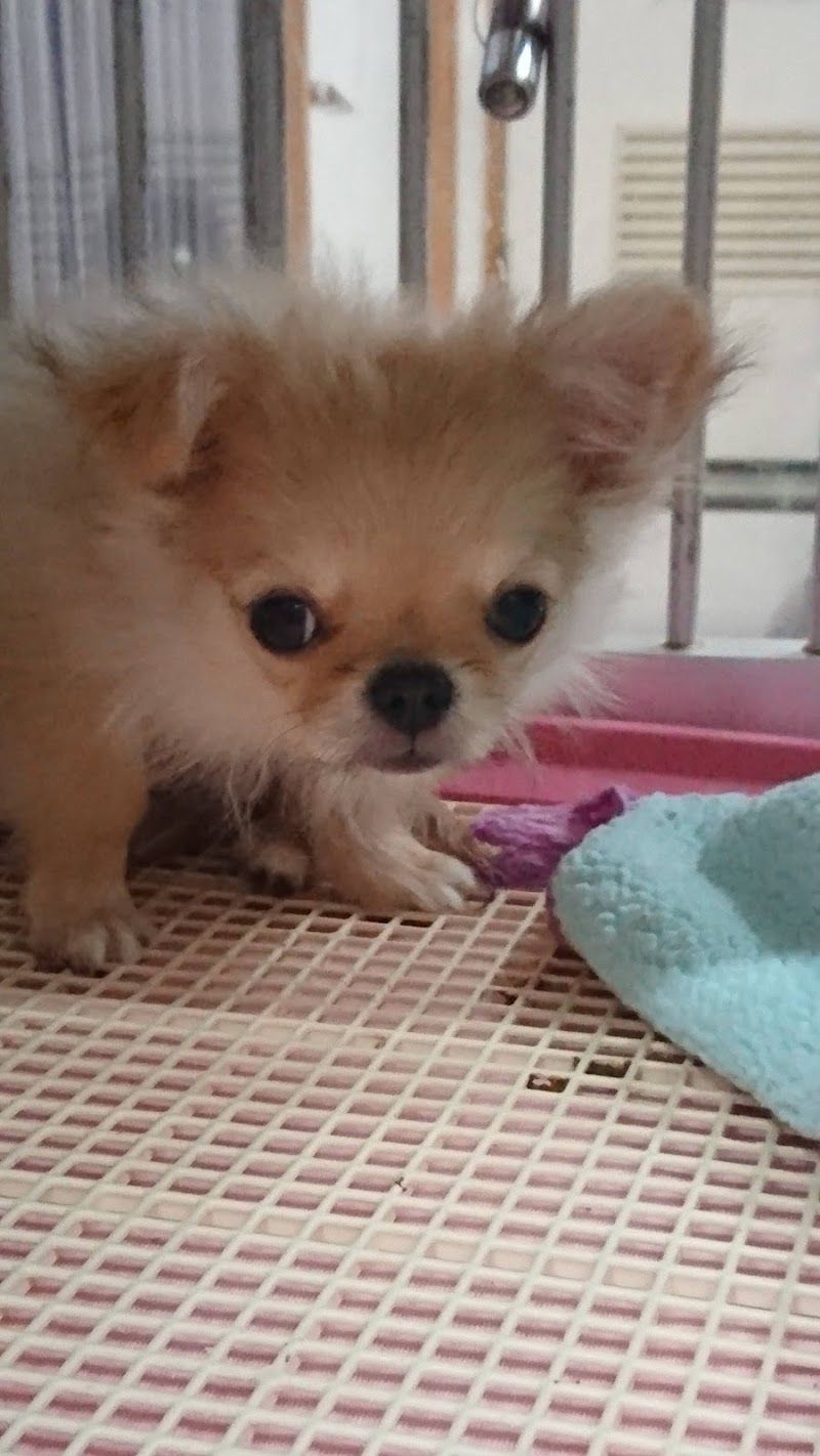 ペットショップチワワンの写真 1