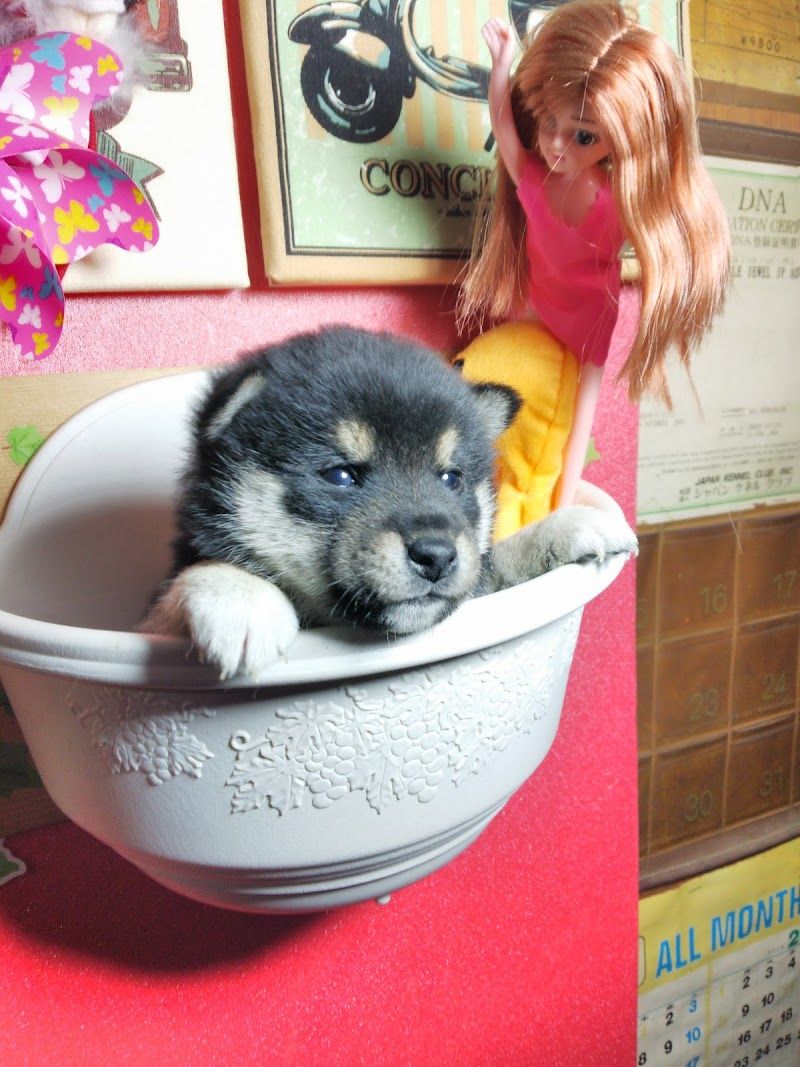 愛犬牧場ユニコーンヒルの写真 2