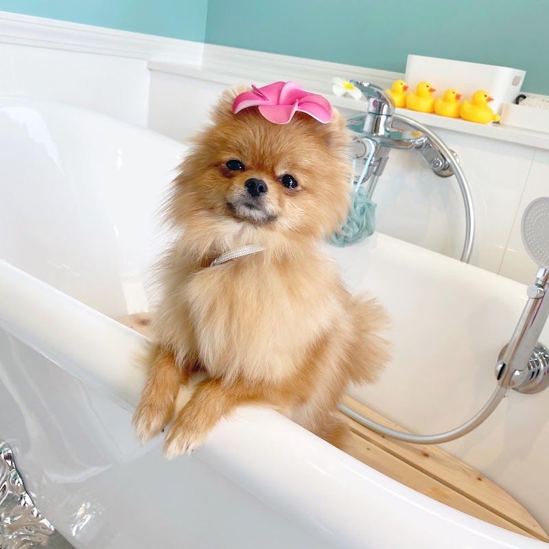 Dog&Cat Salon LUPINE.の写真 2