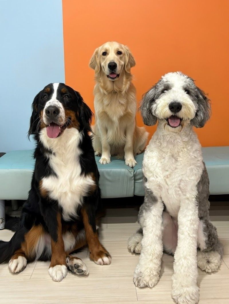 大型犬カフェ NOOCAFE BIGDOGSの写真 2
