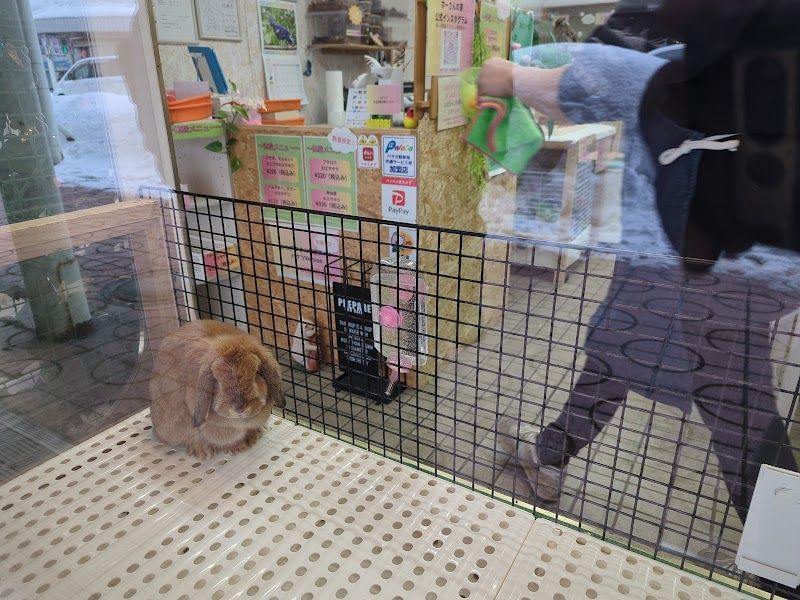 小どうぶつの森 ホーさんの家の写真 2