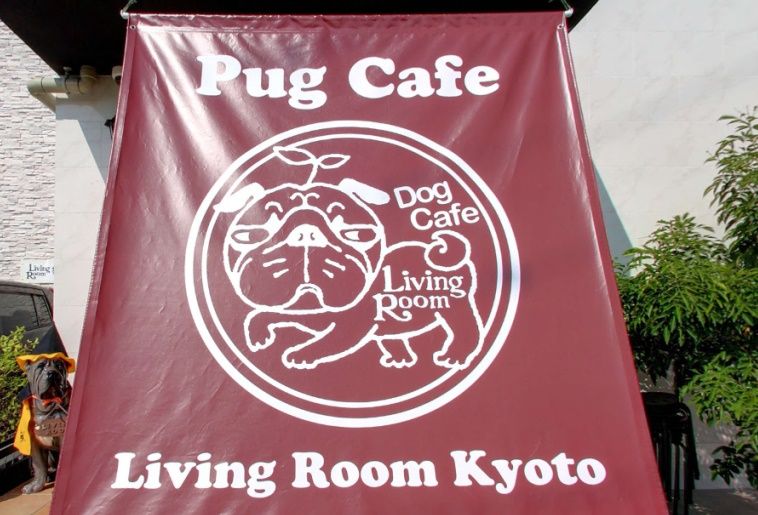 パグカフェ LivingRoom 京都の写真 3