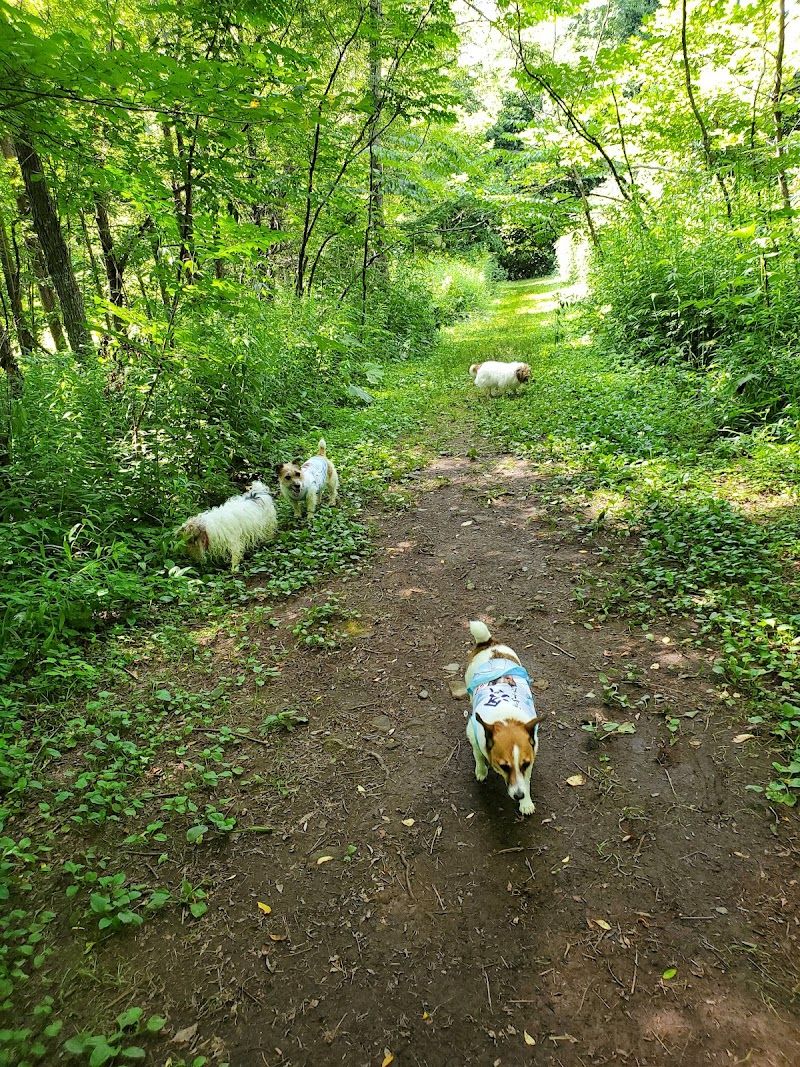 犬と森林浴 ドッグランの写真 2