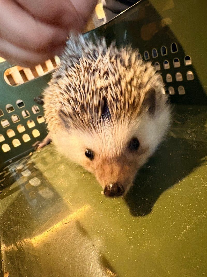 エキゾチックアニマルカフェRicky福島店の写真 3