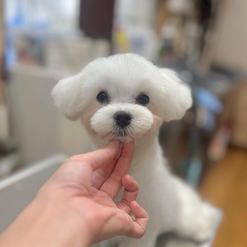 わんダーらんの写真 2