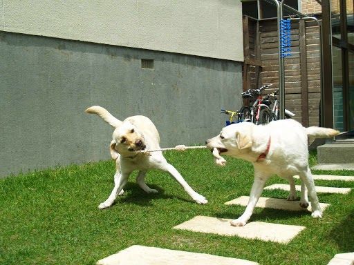 リバティ・アイランドの写真 1
