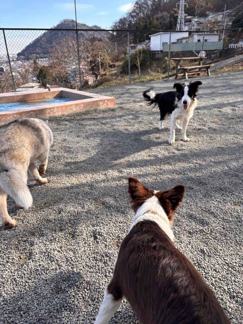 プレイフルドッグの写真 3