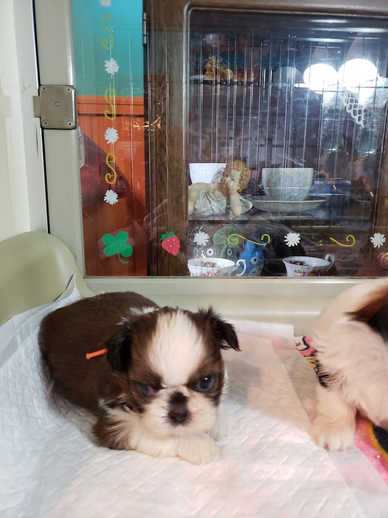 プチクラブ犬舎の写真 3