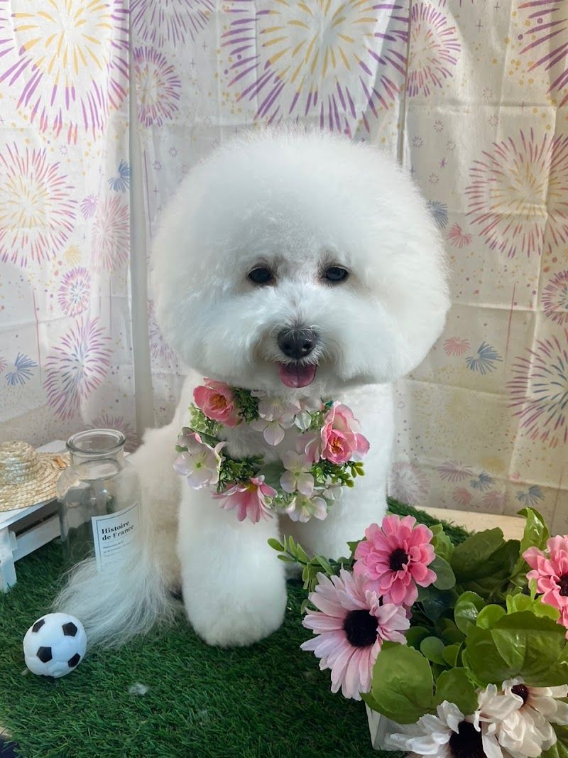 Dog Spa CEROの写真 1