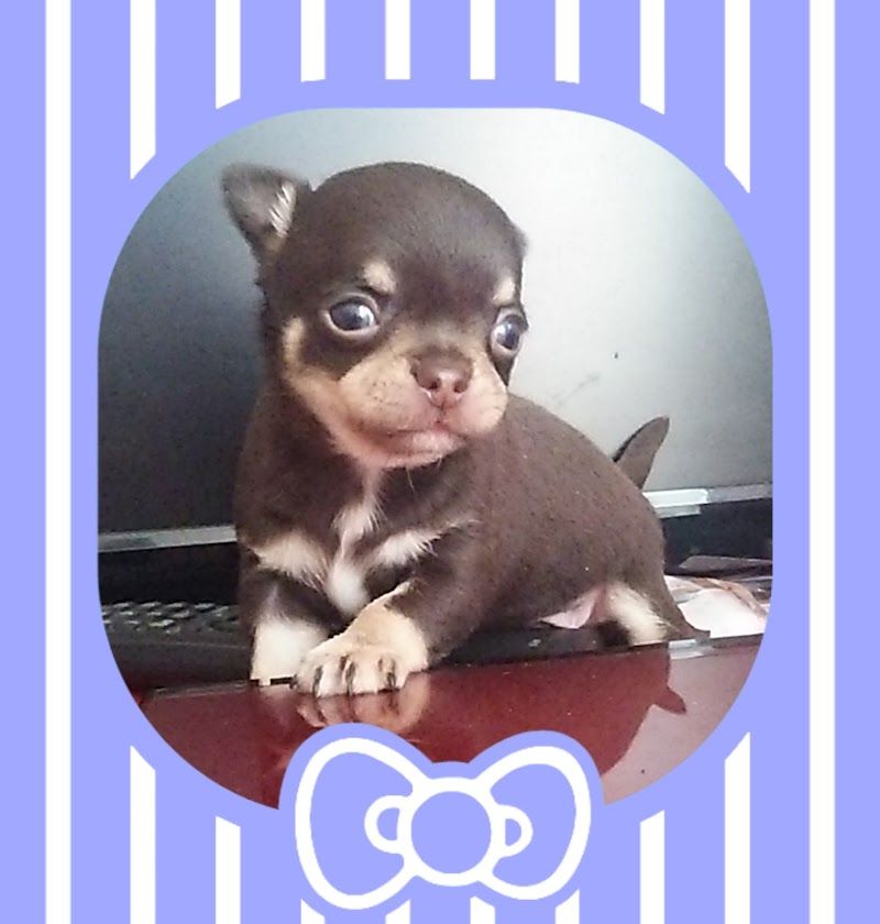 Fairy Dog Familyの写真 2