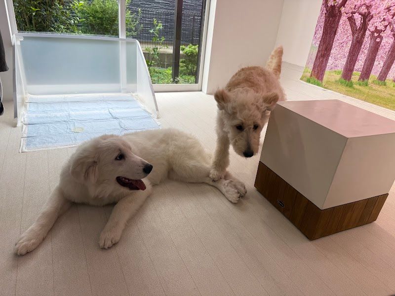 大型犬カフェ PawsFan(パウズファン)の写真 1