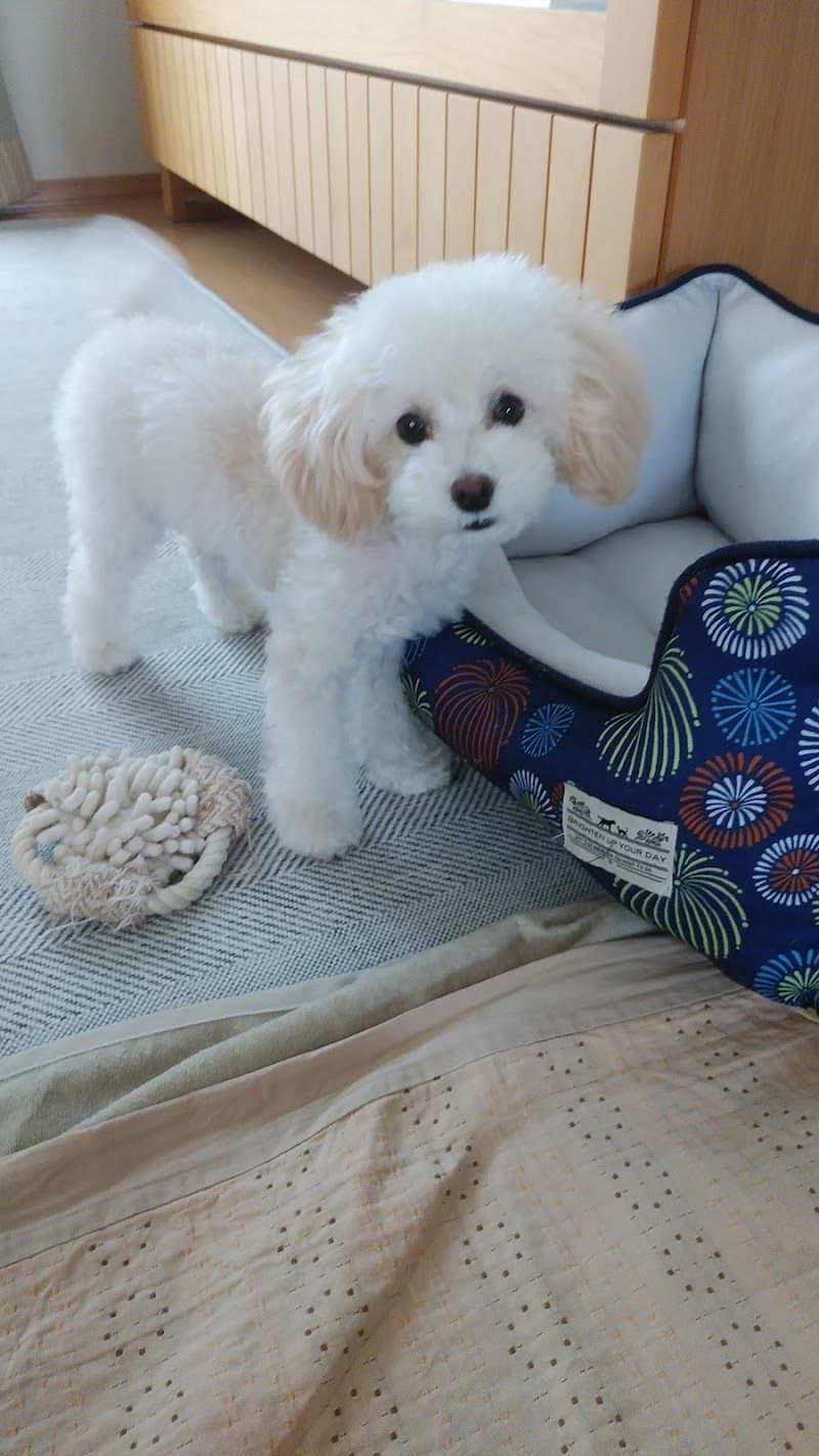 犬プルプルハウスの写真 1