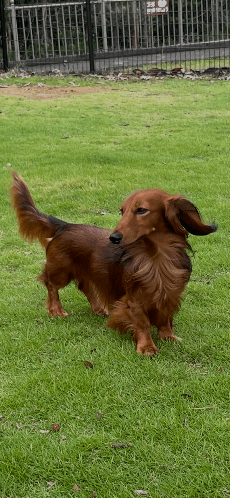 ドイツ純血ミニチュアダックス専門犬舎・シルトクレーテの写真 2