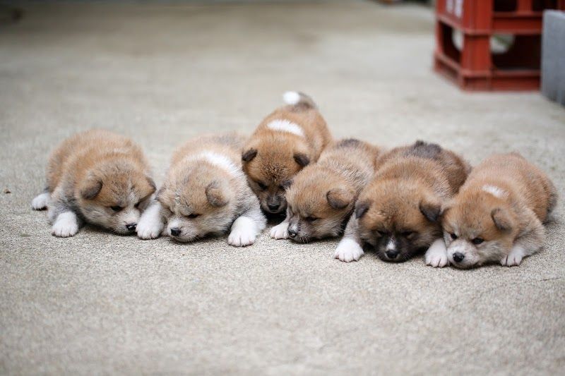 秋田犬・柴犬・豆柴ブリーダー『茨城宿犬舎』の写真 1