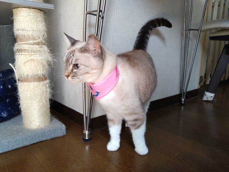 ダイヤモンドケンネルの写真 3