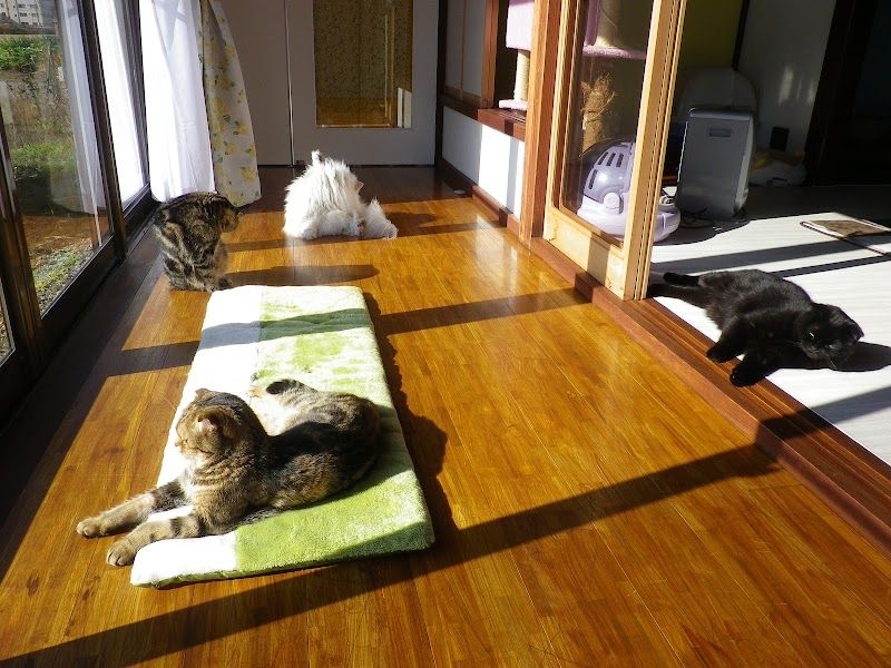 Dog Cat Café＆Shop パウの写真 2
