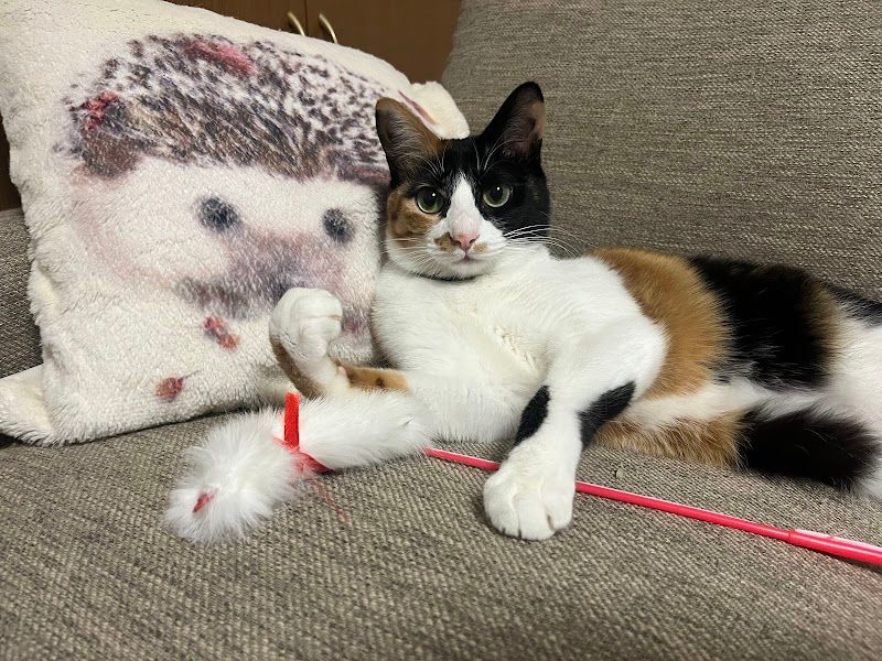 ジョイフルエーケー ペットワールドPROX 苫小牧中央店の写真 2