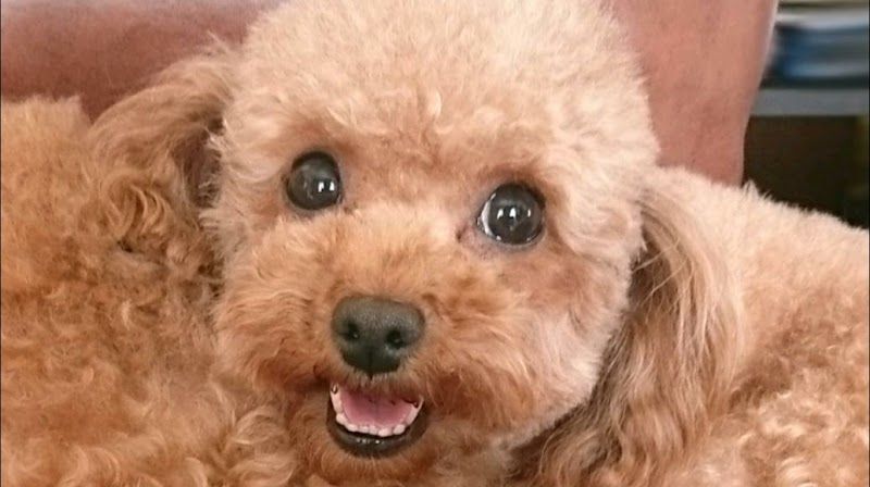 ぷーどる通りの写真 1