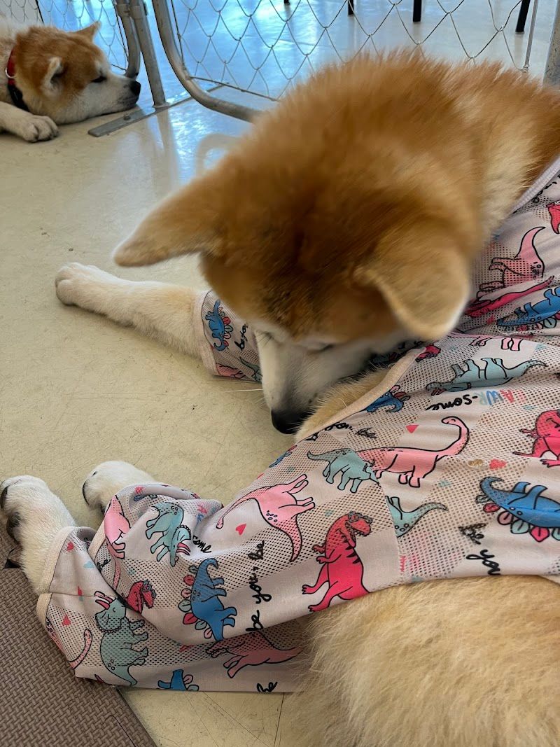 秋田犬café / Akita Dog caféの写真 3