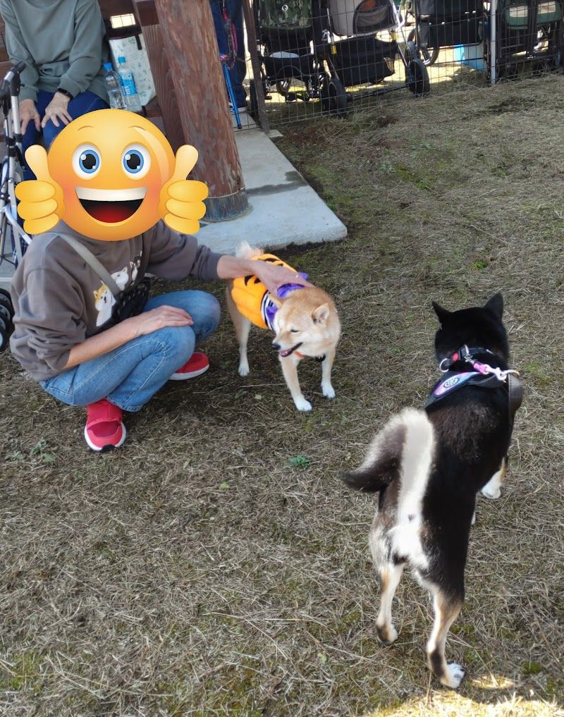 グリーンピア三陸みやこ ドッグランの写真 2