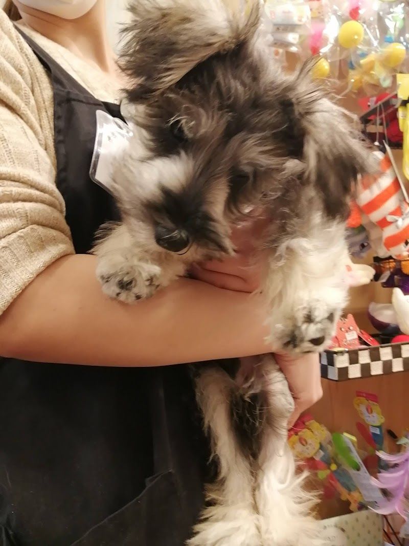 petshop DOG・dog ラソラ札幌店の写真 3