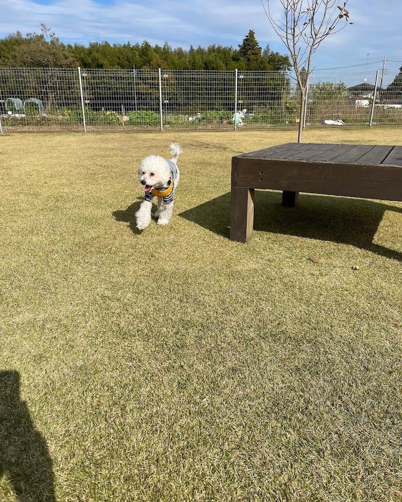 Dogrun felistasの写真 3