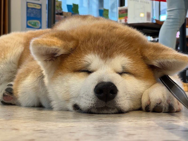 秋田犬café / Akita Dog caféの写真 2