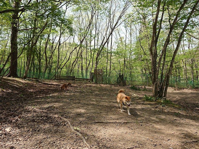 里山ドッグランサムの写真 2
