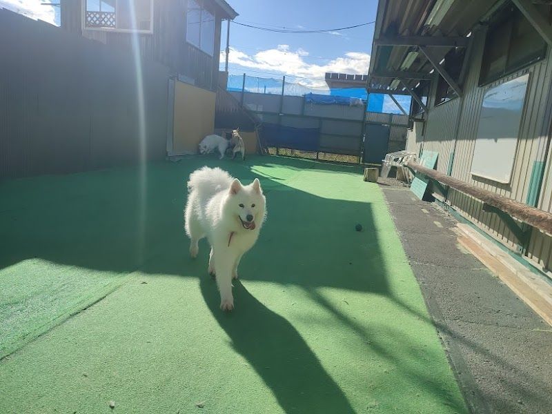 ＤＯＧＷＡＮの写真 2