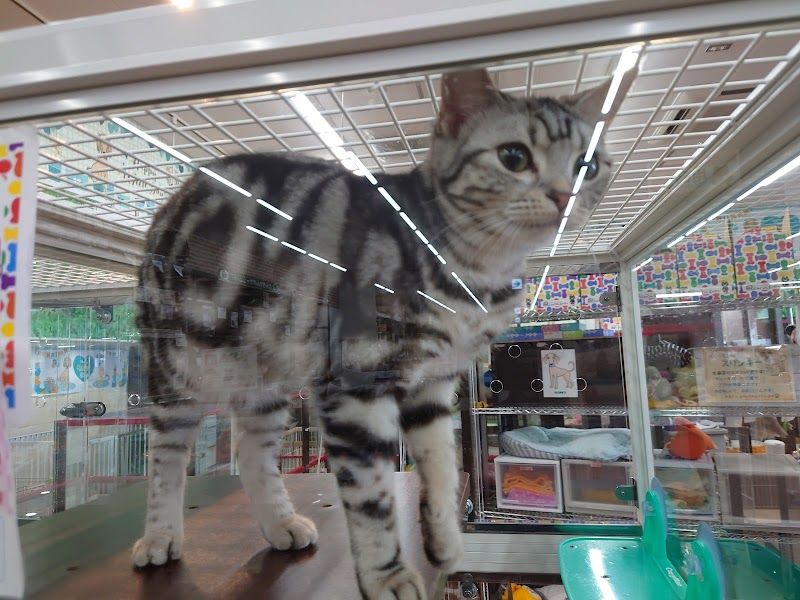 ジョイフルエーケー 大麻店 ペットワールドの写真 2