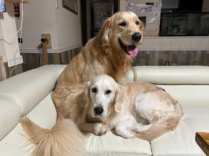 オルフェウススター犬舎の写真 2
