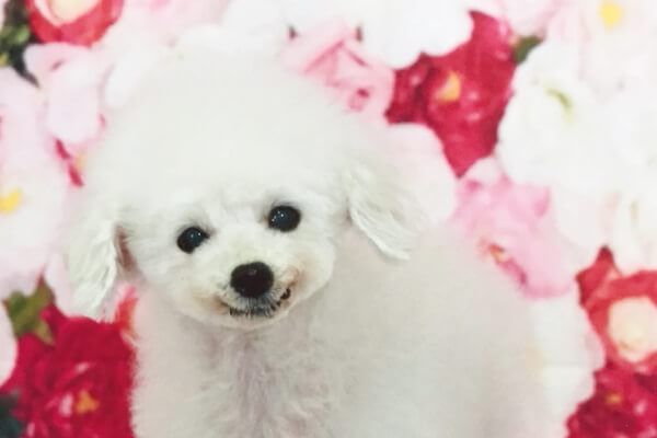 トリミングサロンＰＡＷＰＡＷの写真 1