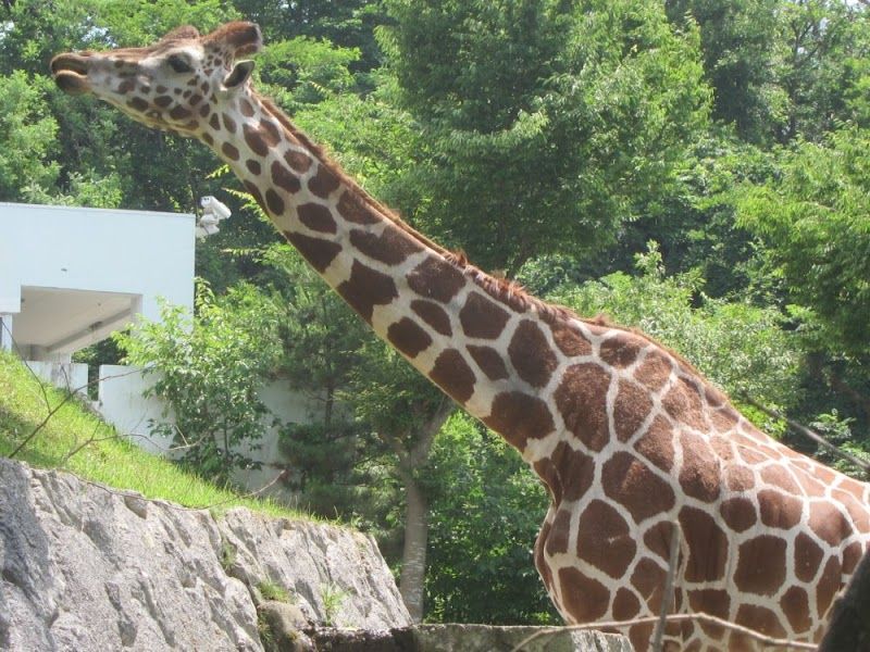 秋田市大森山動物園の写真 2
