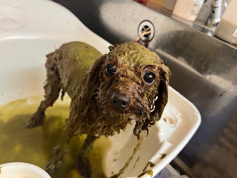 Dog Spa CEROの写真 2