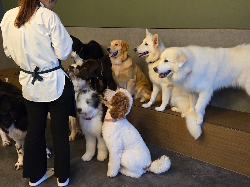 大型犬ふれあいカフェLOAの写真 2