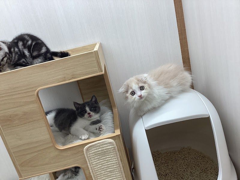 ペットプラス mozoワンダーシティ店の写真 3