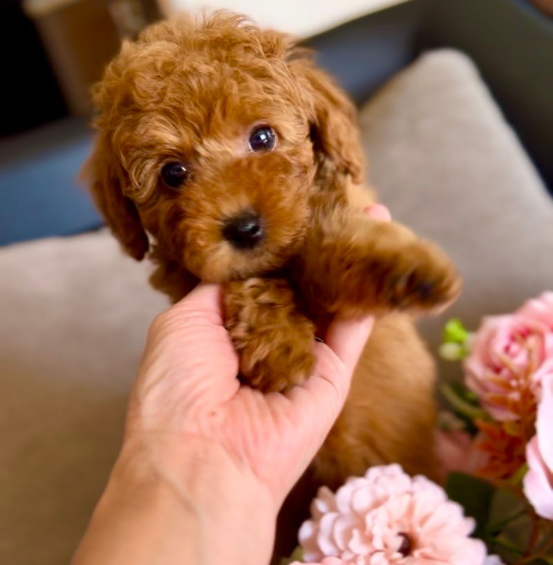 Petit Chien プティシアン 花巻の写真 3