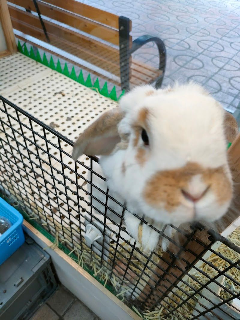 小どうぶつの森 ホーさんの家の写真 3