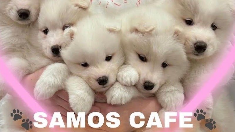 サモエドカフェ SAMOS CAFE 仙台店 | Samoyed Cafeの写真 2