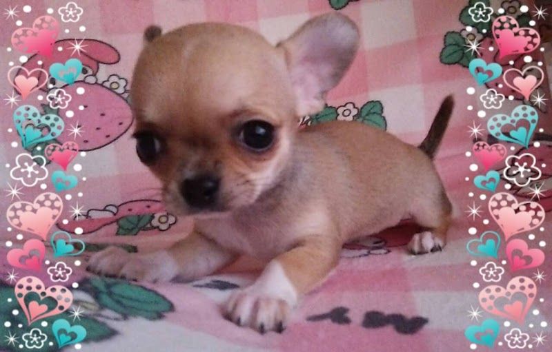 Fairy Dog Familyの写真 1